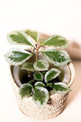 Elatostema latifolium